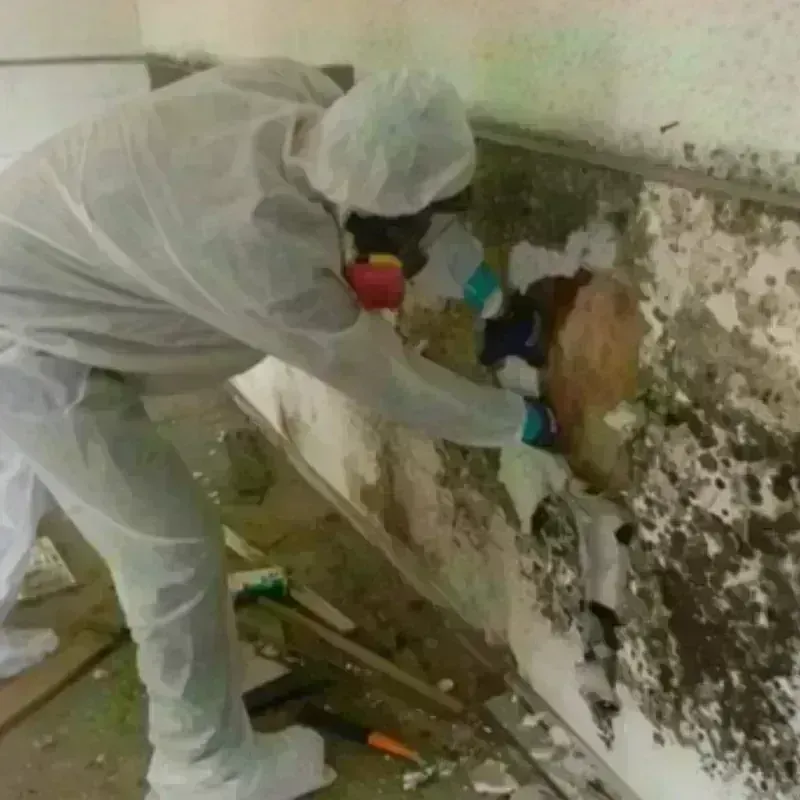 Mold Remediation and Removal in Morgan City, LA